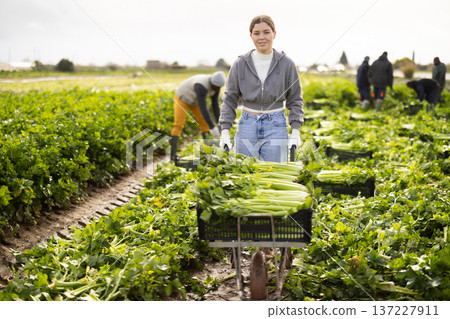 Woman farmer transports celery crop in a garden wheelbarrow 137227911