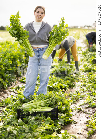 Young woman harvesting celery in a field 137227920
