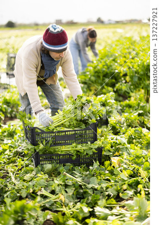 Middle-aged man harvesting celery with agricultural team on the field Middle-aged man harvesting celery with agricultural team on the field 137227921