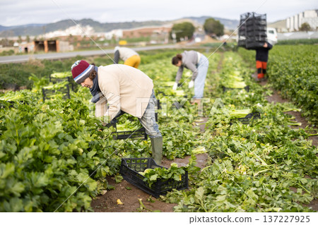 Hired Caucasian man worker with team in field harvesting celery. 137227925