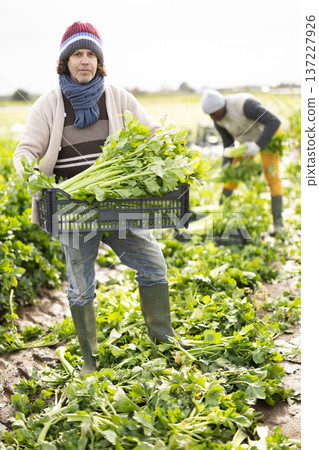 Adult man harvesting celery in boxes in a field 137227926