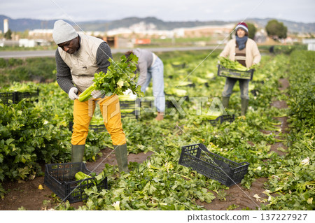 Male farmer harvests natural celery in farmer field 137227927