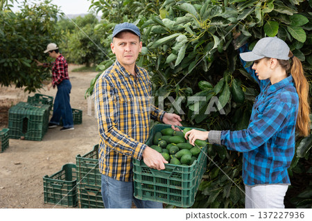 Smiling farmers picking avocados in fruit farm 137227936