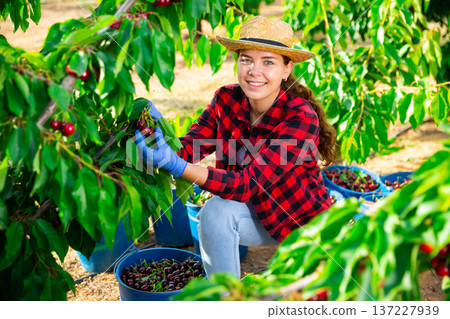 Woman farmer picking sweet cherries in orchard 137227939