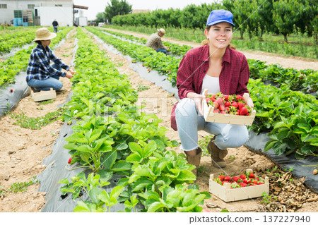 Woman farm worker harvesting strawberry at field 137227940