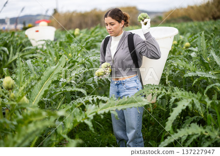 Young woman harvesting artichokes in field 137227947