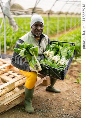 Middle-aged man holding plastic crate with chard 137227948