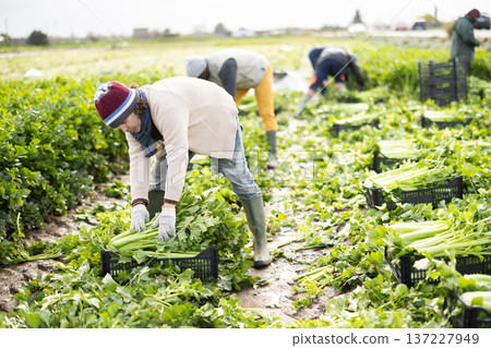 Hired Caucasian man worker with team in field harvesting celery. Hired Caucasian man worker with team in field harvesting celery. 137227949