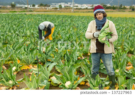 Male farm worker harvesting cauliflower Male farm worker harvesting cauliflower 137227963
