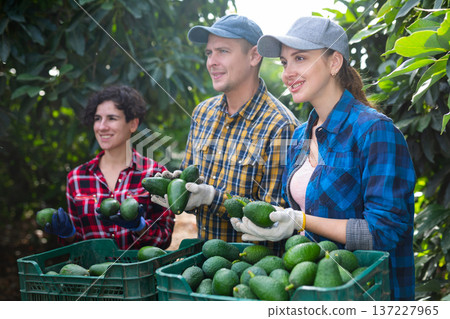 Smiling farmers holding avocados at full avocado boxes 137227965