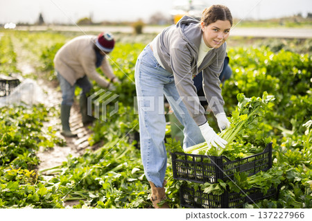 Positive young woman harvesting celery with agricultural team on the field 137227966