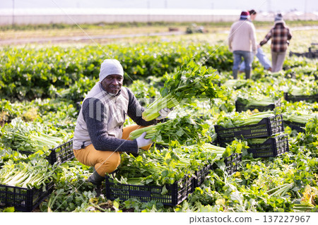 Male farmer harvests natural celery in farmer field 137227967