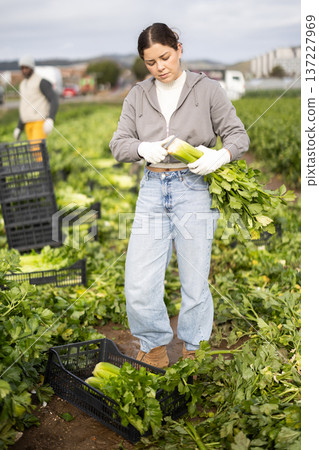 Young woman harvesting celery with agricultural team on the field 137227969