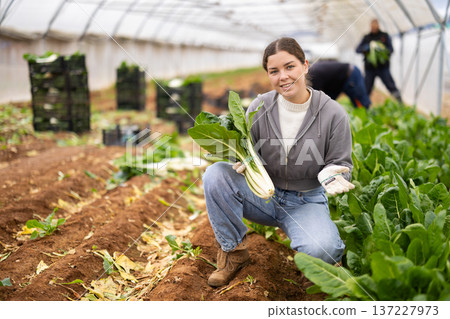 Positive young woman harvesting chard with agricultural team in greenhouse Positive young woman harvesting chard with agricultural team in greenhouse 137227973