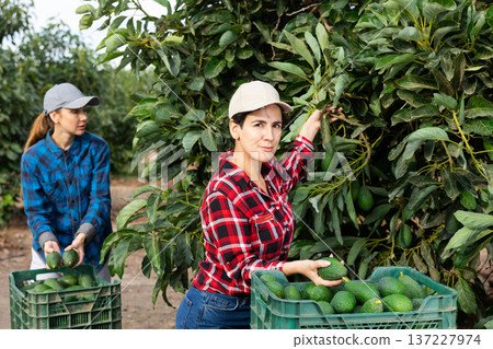 Smiling successful Latin woman farmer picking and holding ripe avocados in garden during harvesting season 137227974