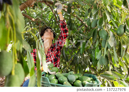 Female hired employee harvesting avocado in garden 137227976