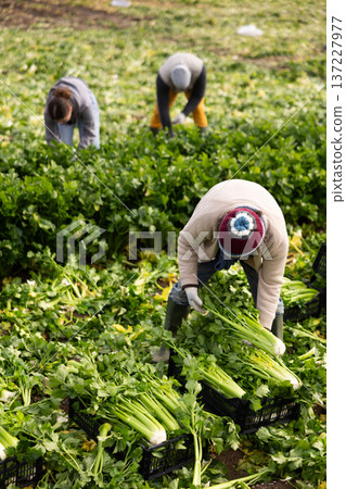 Adult man harvesting celery in boxes in a field 137227977