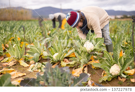 Male farm worker harvesting cauliflower 137227978