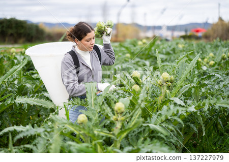 Young woman harvesting artichoke on agricultural field 137227979