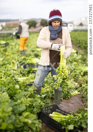 Adult man trims celery crop 137227981