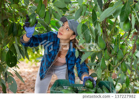 Positive farmer woman picking avocados in garden Positive farmer woman picking avocados in garden 137227982