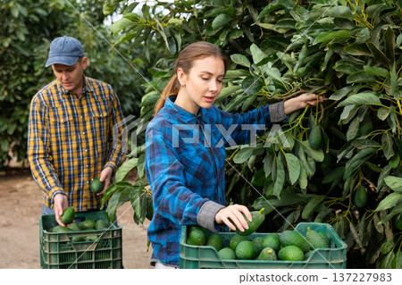 Smiling farmers picking avocados in fruit farm 137227983