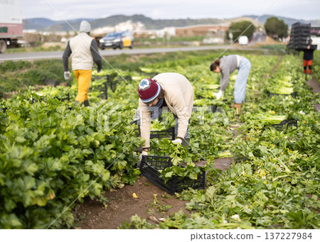 Middle-aged man harvesting celery with agricultural team on the field 137227984