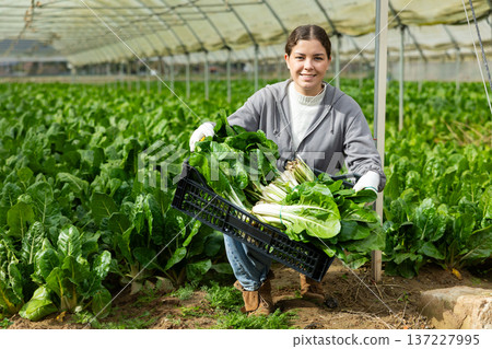Farm worker collects chard in containers 137227995