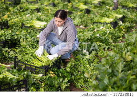 Young woman harvesting celery with agricultural team on the field 137228015