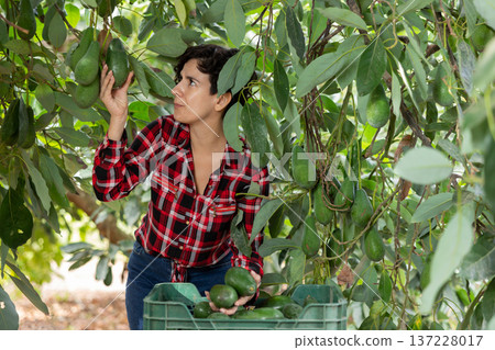 Portrait of professional young Latin female gardener picking ripe avocados in cultivating autumn season Portrait of professional young Latin female gardener picking ripe avocados in cultivating autumn season 137228017