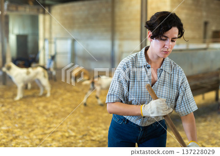 Portrait of focused busy Latin female employee working with hay and straw in barn on goat livestock farm Portrait of focused busy Latin female employee working with hay and straw in barn on goat livestock farm 137228029