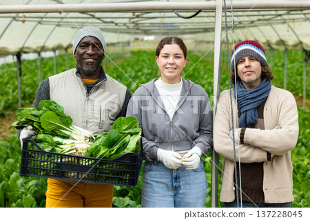 Portrait of positive farmers in greenhouse with harvest of chard 137228045