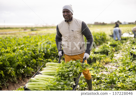 Male African worker pushes wheelbarrow loaded with crates of celery 137228046