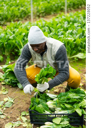Male farmer harvests chard along with other workers Male farmer harvests chard along with other workers 137228052