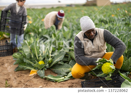 African man picking broccoli African man picking broccoli 137228062