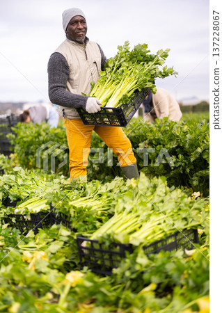 African man picking celery in a field African man picking celery in a field 137228067