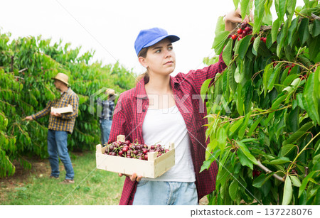Young female farmer gathering crop of sweet cherries in orchard Young female farmer gathering crop of sweet cherries in orchard 137228076