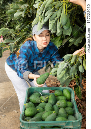 Successful female gardener with ripe avocado in orchard Successful female gardener with ripe avocado in orchard 137228080