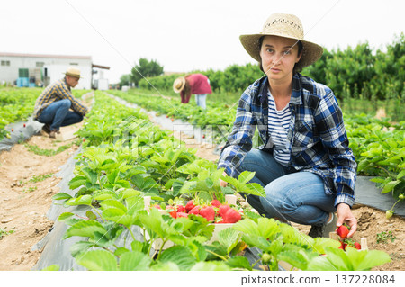 Woman farmer gardening on plantation, harvesting strawberry Woman farmer gardening on plantation, harvesting strawberry 137228084