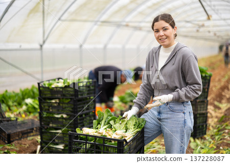 Positive young woman harvesting chard with agricultural team in greenhouse 137228087