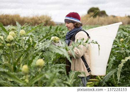 Adult man collecting artichokes in a container 137228153