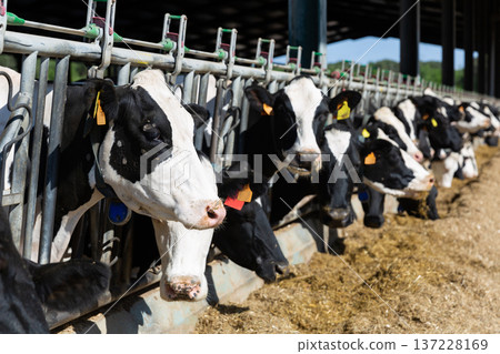 View of a livestock farm with cows in stalls View of a livestock farm with cows in stalls 137228169