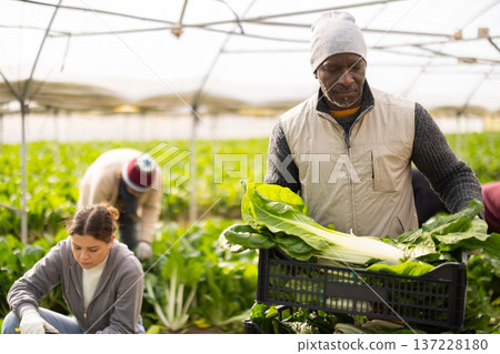 Middle-aged man harvesting chard with agricultural team in greenhouse Middle-aged man harvesting chard with agricultural team in greenhouse 137228180
