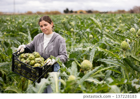 woman works on a farm and picks artichokes woman works on a farm and picks artichokes 137228183