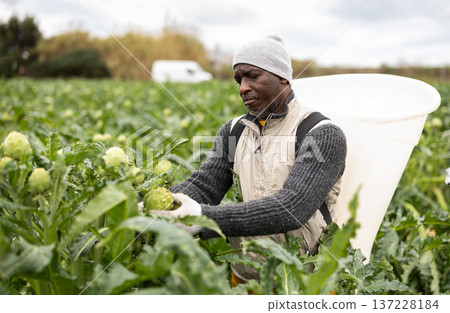 Adult man harvesting artichokes in field 137228184
