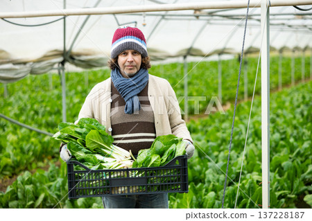adult man harvests chard in a greenhouse adult man harvests chard in a greenhouse 137228187