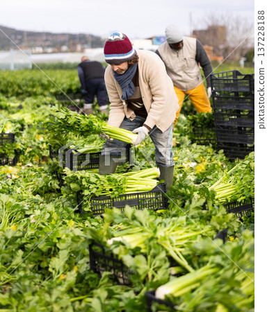 Adult man harvesting celery in boxes in a field Adult man harvesting celery in boxes in a field 137228188