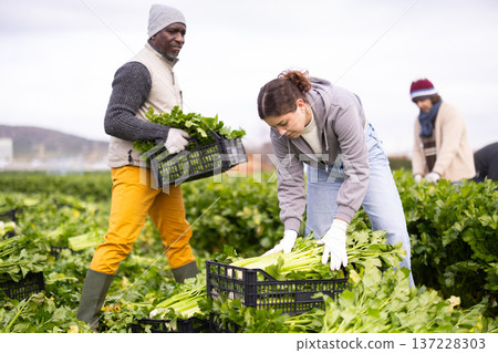 Young woman harvesting celery in a field Young woman harvesting celery in a field 137228303