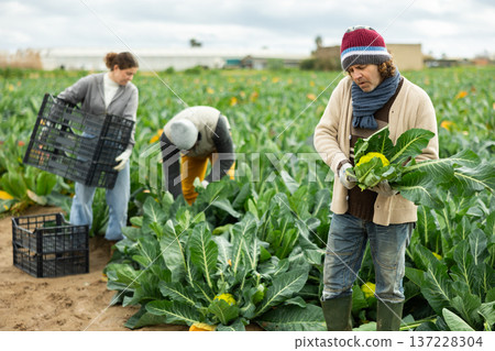 Laborer man with team works in fields, harvesting broccoli 137228304