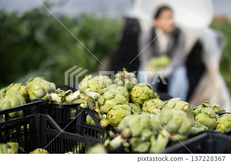 Artichokes are in a box with a woman in the background Artichokes are in a box with a woman in the background 137228367